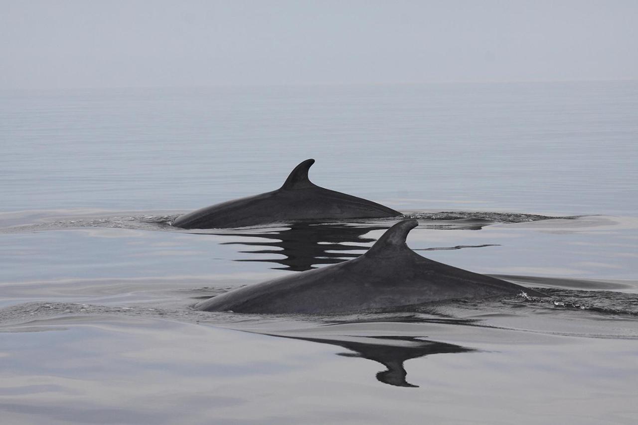 Le Beluga