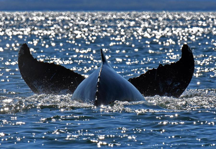 Le Beluga 3*