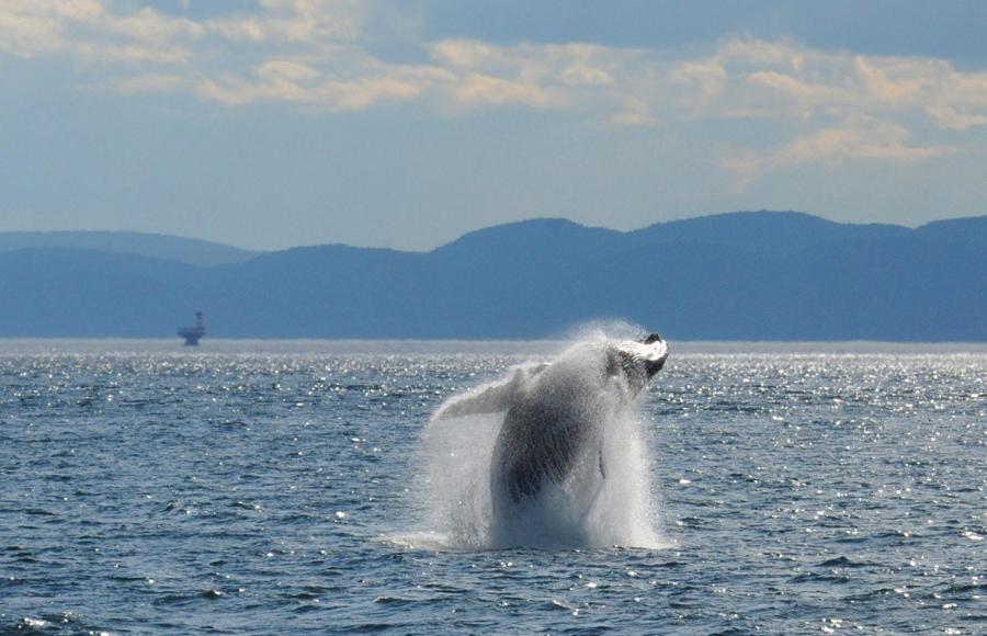 Le Beluga Hotel Tadoussac